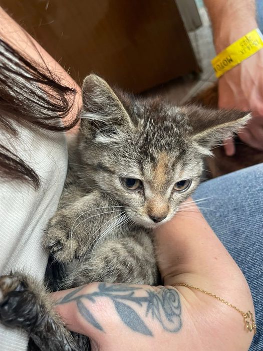 Maleńka kicia szuka domu