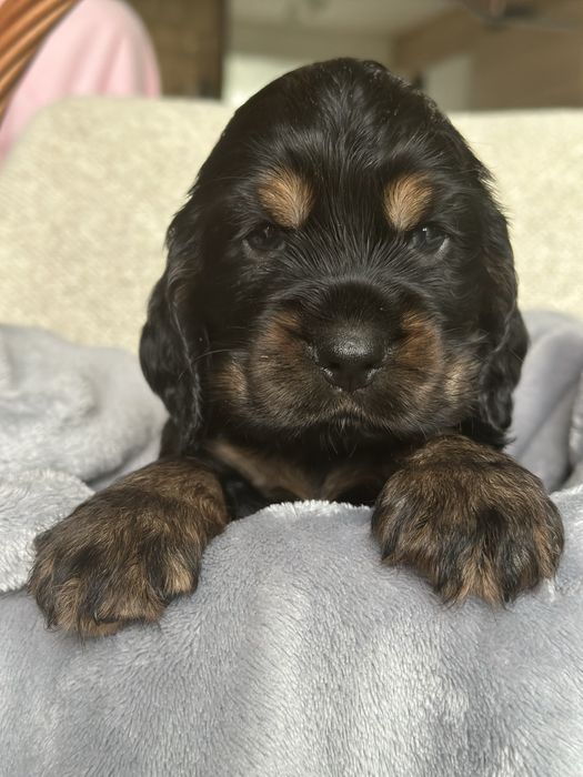 Cocker spaniel angielski