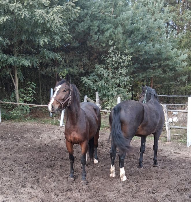 Klacz Śląska c gniada