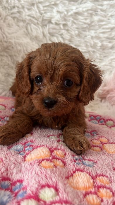 Cavapoo (cavalier + pudel) sunia
