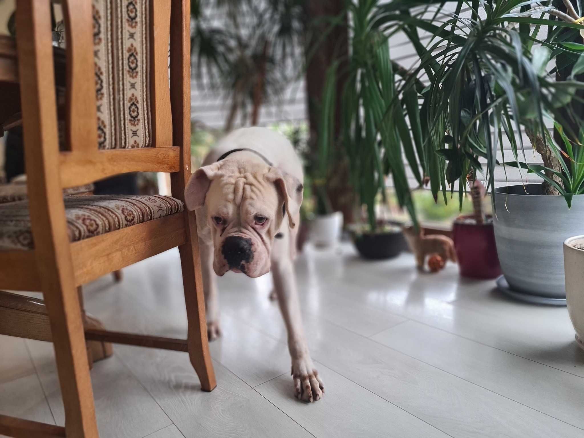 Charlie ok 4 let.pies w typ.boksera kochający ludzi  czeka na adopcję