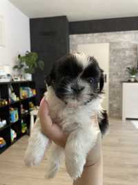 Suczka Shih Tzu - odbior koniec kwietnia