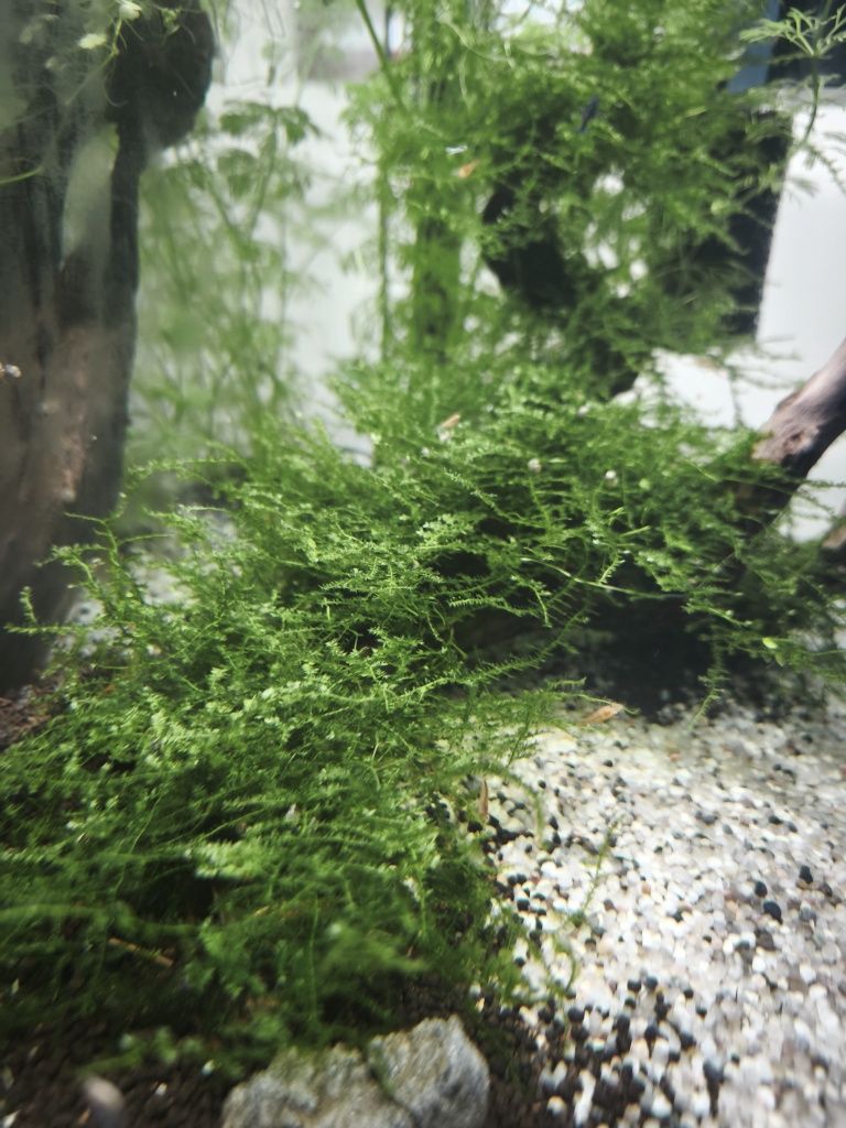 Neocaridina orange fire