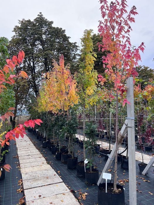 Klon srebrzysty Acer saccharinum obwód pnia 10-12cm