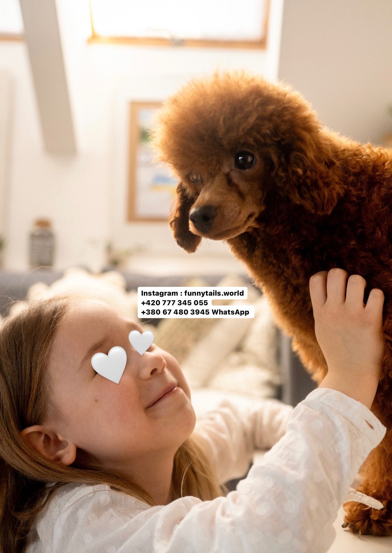 Toy poodle той пудель red brown на подушку підрощенний