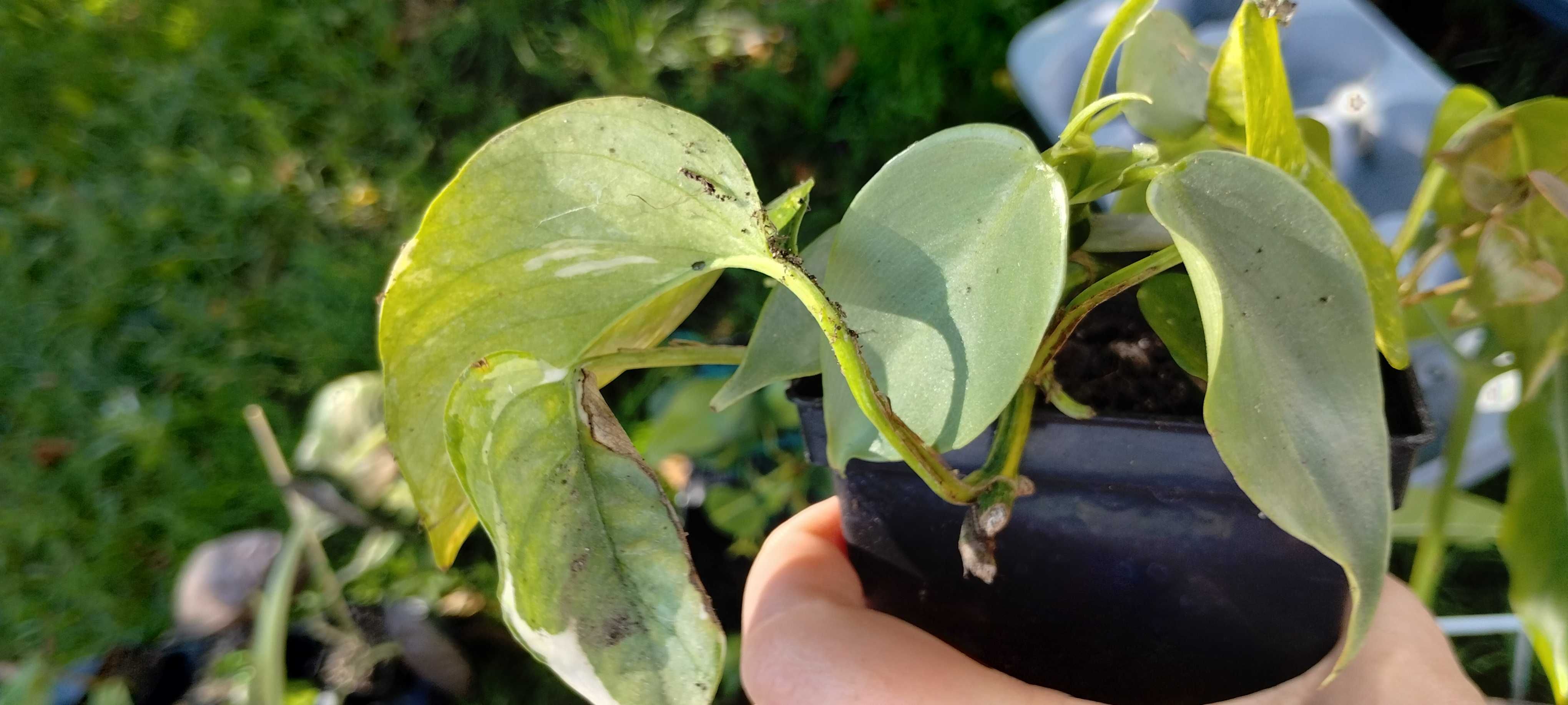 zestaw roślin nr2(5szt) epipremnum, philodendron, monstera
