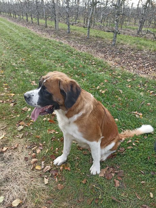 Oddam w dobre ręce, szczeniaki po Bernardynie