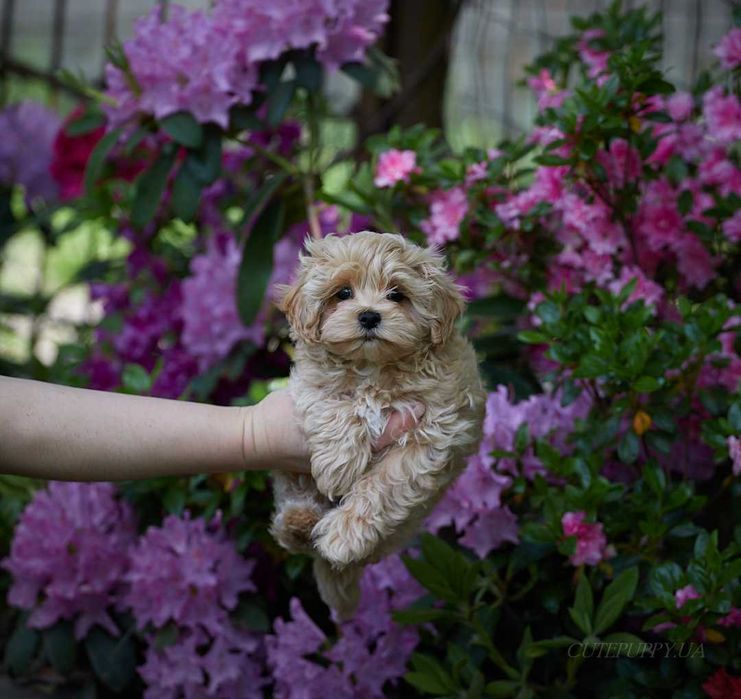 Шикарні цуценята Мальтипу - дівчата