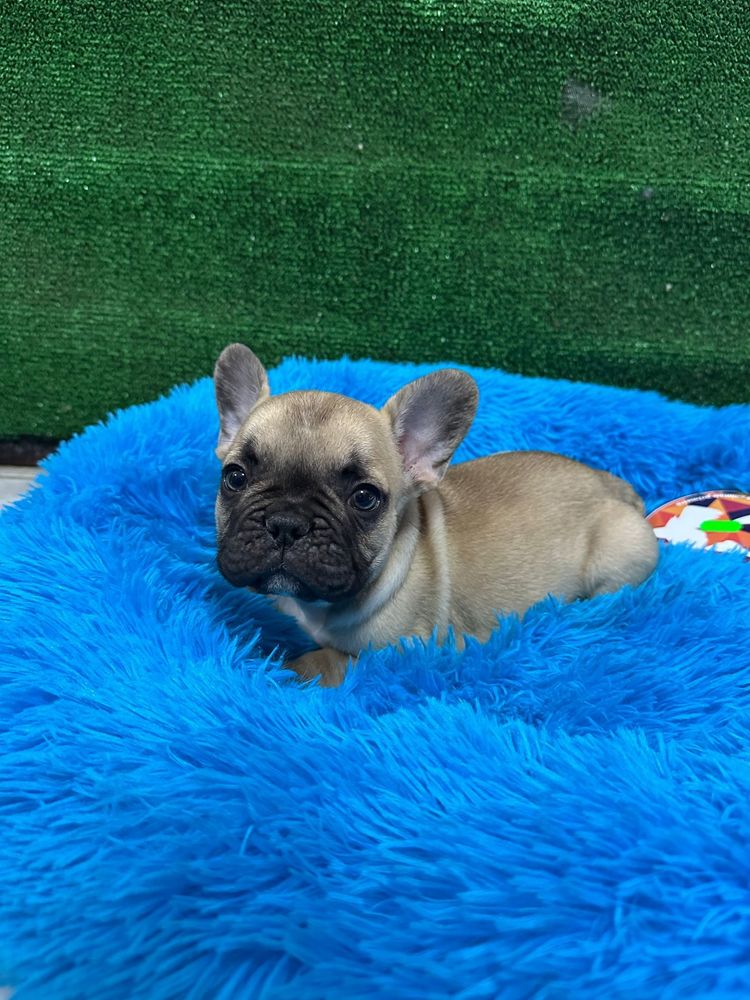 Bulldog francês maravilhoso
