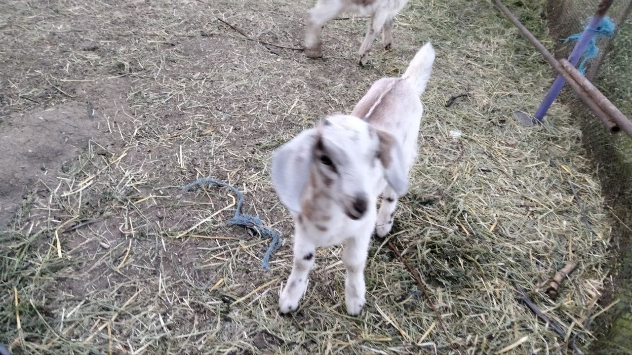 Продам козенят різного віку