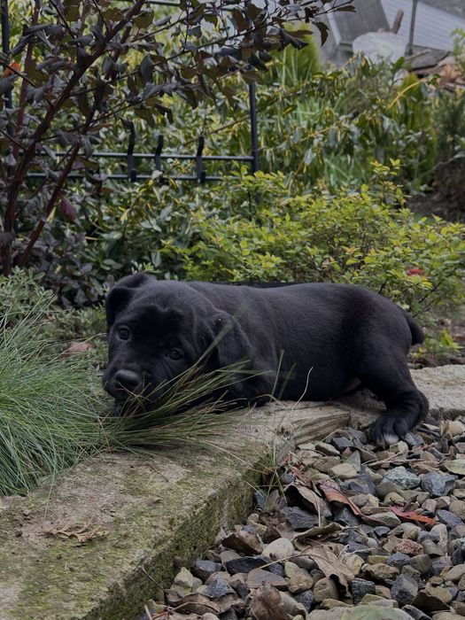 продаю собачок кане корсо