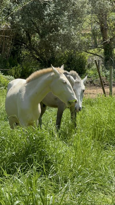The Lusitano of your dreams is here !!!