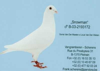 Gołębie pocztowe Gołąb samca 2025 Scherens Vangramberen rodowodem