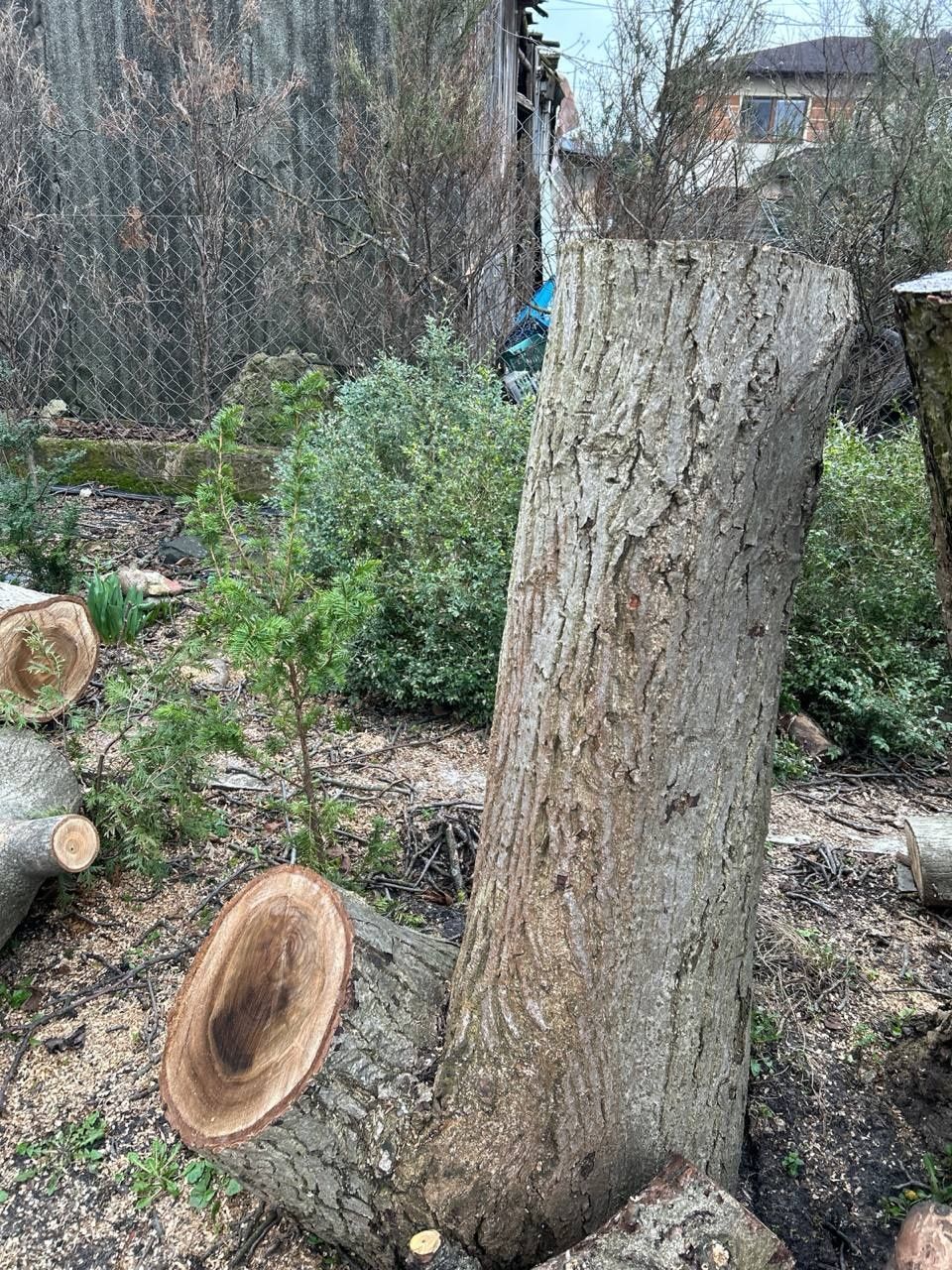 Orzech włoski 45-letni drewno,kłody