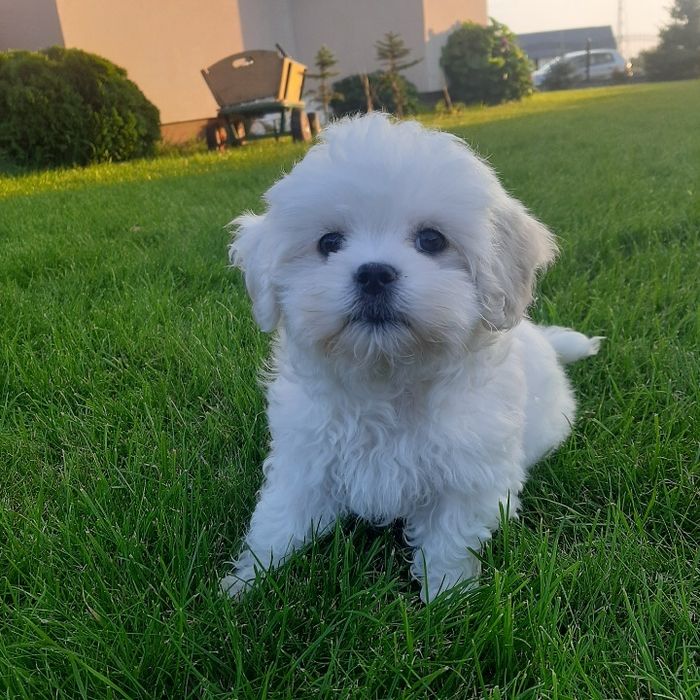 Maltańczyk szczeniak  Rodowód