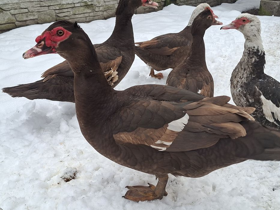 Kaczki francuskie piżmowe