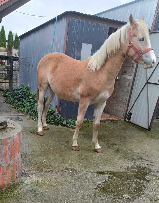 Przepiękna klacz haflinger (Rezerwacja)