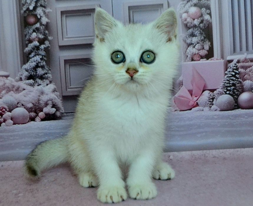 Шикарные серебристые bri ns 11