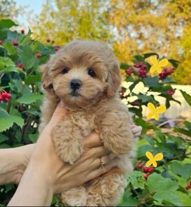 Милые малышки мальтипу ф1