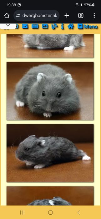 Хом Фенотип Royal Blue