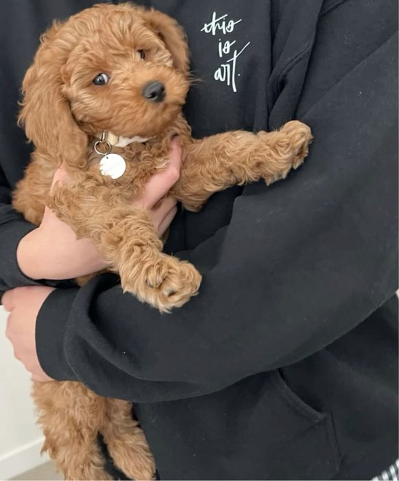 Чистокровний Мальтипу тедді. Мальтипу Ред Браун Мальтипу ф1