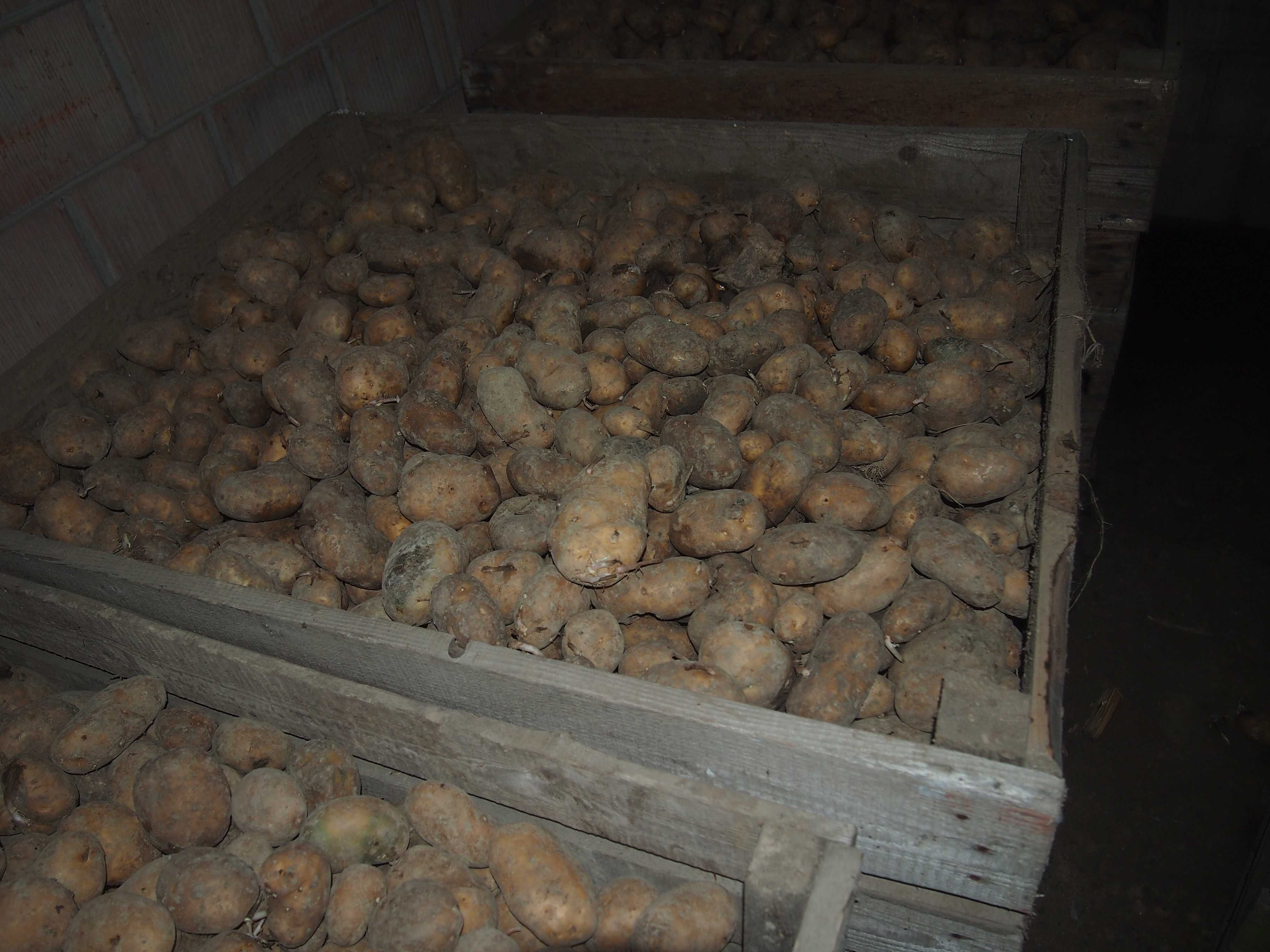 Sprzedam ziemniaki jadalne : Bellarosa,  colombo