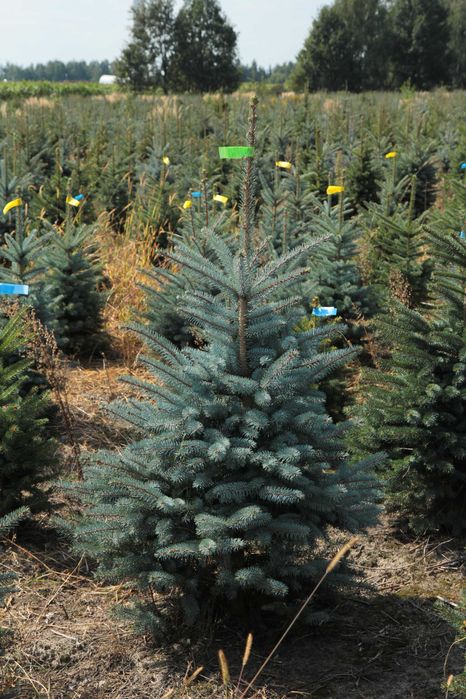 Świerk srebrny keybab 130-160cm w jucie