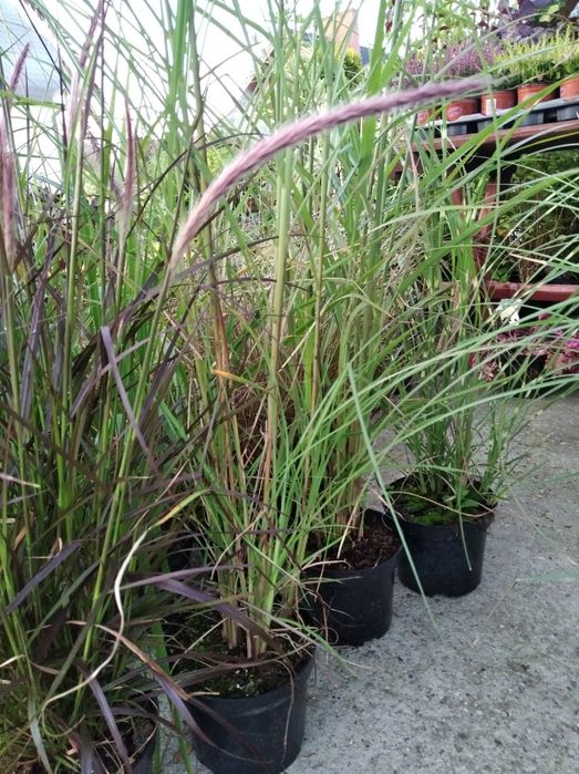 Borówka amerykańska