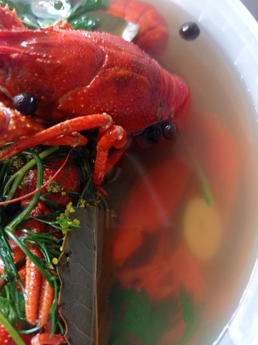 Живі річкові раки