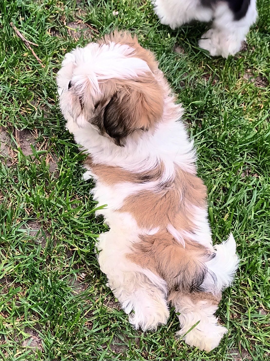 Suczka rasy  Shih-Tzu