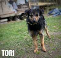 1 roczna terrierka Tori, 9 kg adopcja