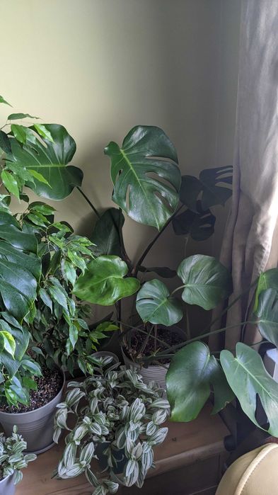 Сциндапсус епіпремнум  Марбл Квін  Глобал Грін Голден Марбл Квин Потос