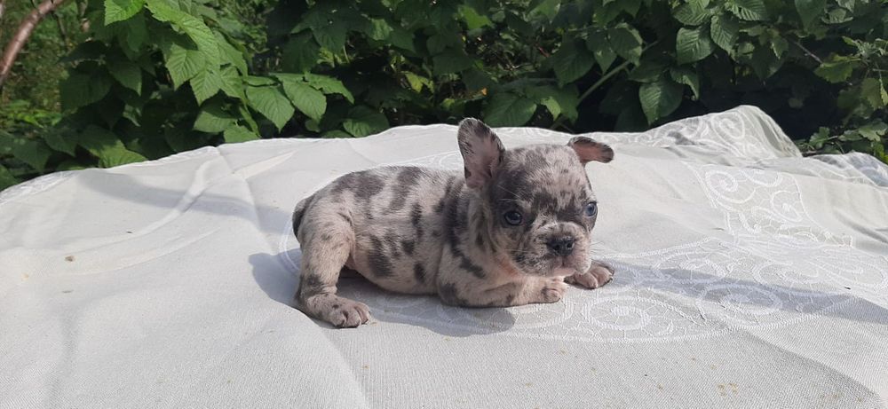 Хлопчик та дівчина блакитна мерле.