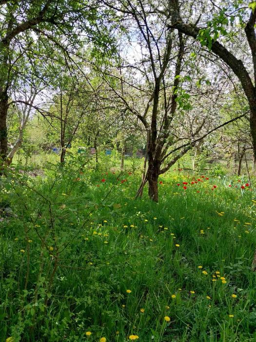 Продаж дачі «Зірка»