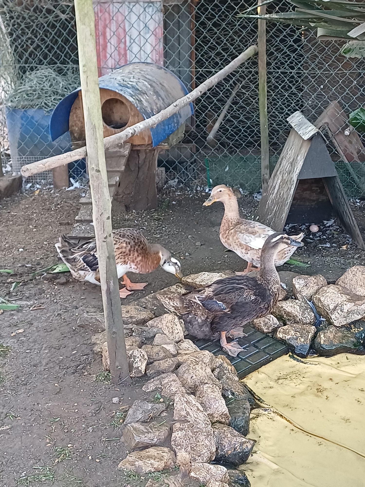 Patos rouen com 2 anos