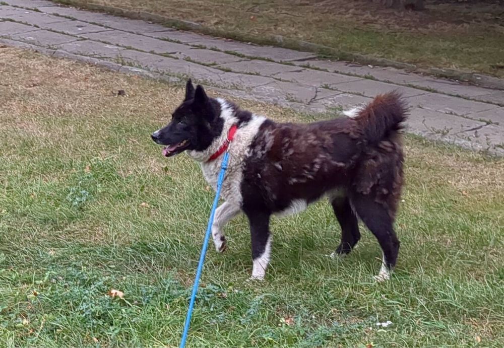 Nora- psinka do adopcji