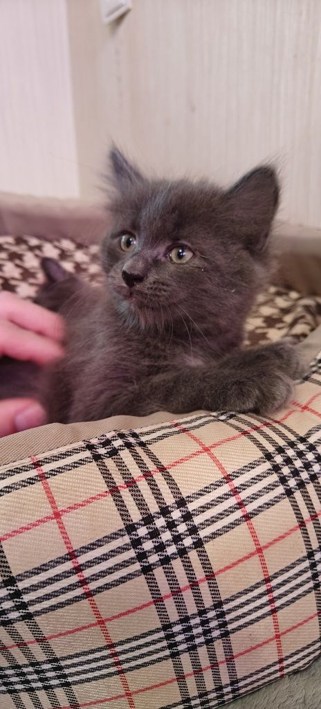 Кошенята 2 місяці. БЕЗКОШТОВНО