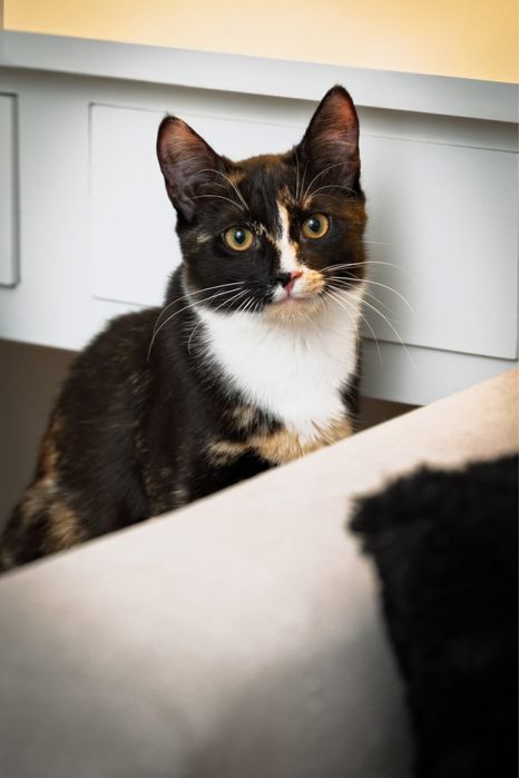 Koteczka Izi szuka domu