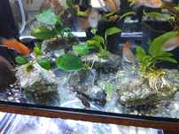 Anubias na kamieniu