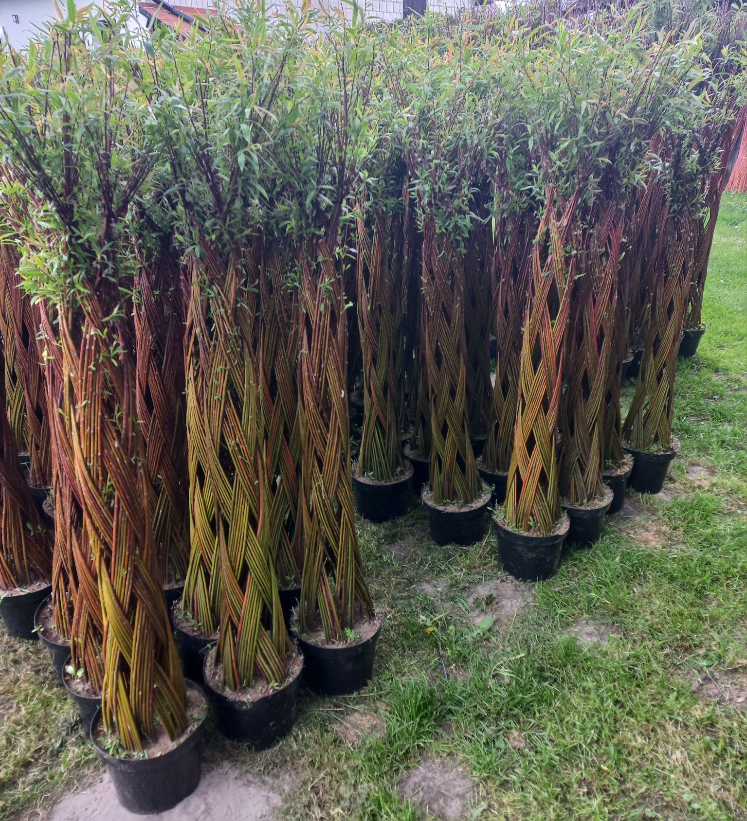 Wierzba pleciona, salix americana