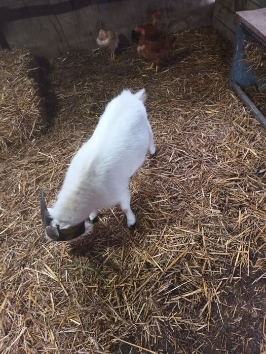 Cabrito bonito com seis meses