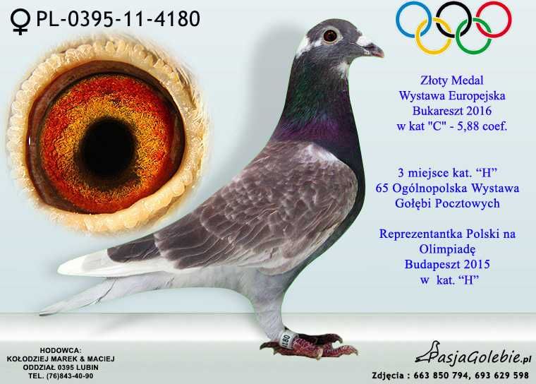 Młode Para 54 Inbred Olimpijk Maja x 808 Paszek gołąb gołębie pocztowe