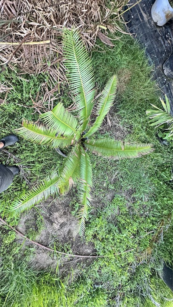 Cyca Dioon Edule Cica