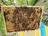 Matki pszczele 2023, Przezimowane,  pszczoły