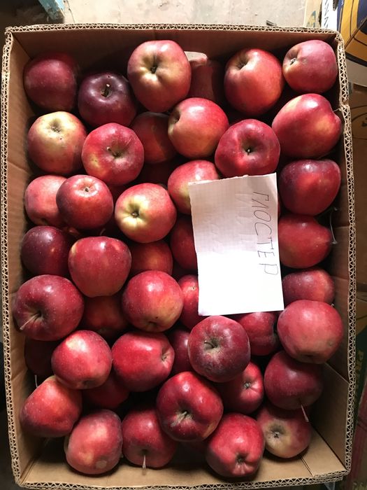 ЕКО Яблука домашні безкоштовна доставка