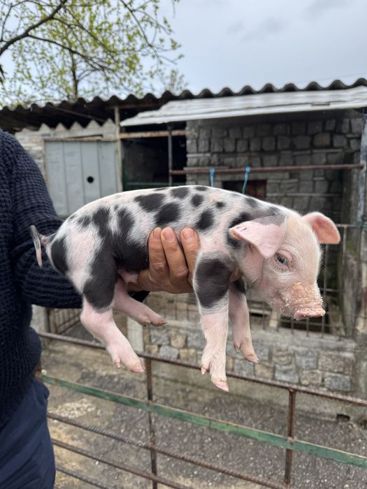 Porcos Bisaro / Pata Negra