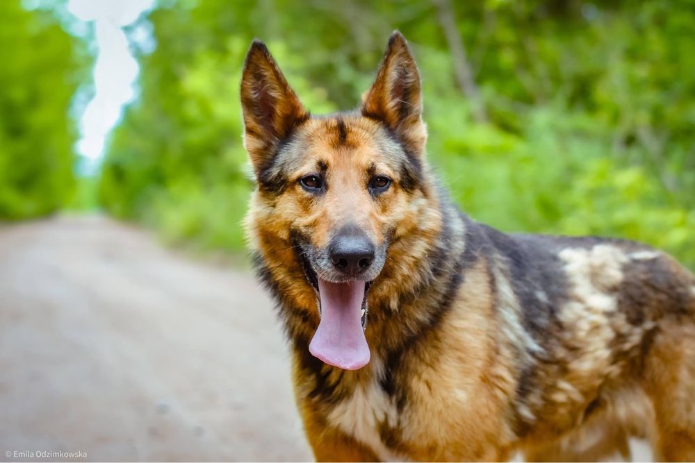 Burbon- pies w typie owczarka niemieckiego do adopcji