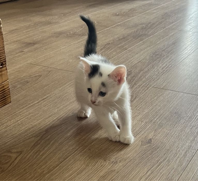 Szukamy domu tymczasowego dla kotki i jej maluszków.