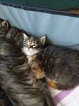 Kotki maine coon