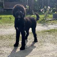 Bernedoodle pies